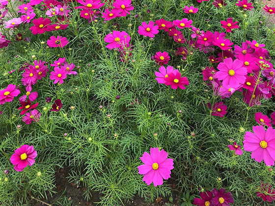 吕梁仿真鲜花|商住小区绿化设计